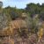 cheap-land-in-apache-county-