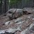 -low-down-seller-financing-clear-creek-county-lot