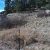 seller-financed-land-in-florissant-co
