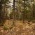 for-sale-land-in-cripple-creek-co