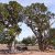 concho-az-land-for-sale