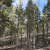 cheap-seller-financed-teller-county-co-land